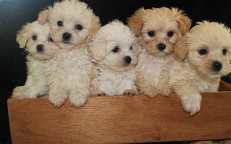free spoof call online3-4 puppies Puppy Prices Average 1500 - 2500 USD. . Maltipoo breeders in new england